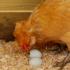 What to do if chickens peck eggs in winter