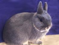 Kısa saçlı cüce tavşanı Cüce renkli
