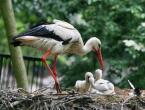 Stork - description, types, photos, where the bird lives, what it eats