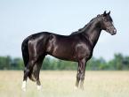 اسب سیاه: شرح نژاد و ویژگی های کت و شلوار