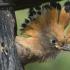 Orakel in Federn: Wir analysieren Zeichen über Nachtigall, Specht und andere Vögel