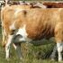 Simmental cow: breeding conditions and prospects Simmental breed of cattle crossed with limousines