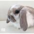 Висловухий карликовий кролик баран – непосидючий домашній улюбленець Кролики карлики висловухі