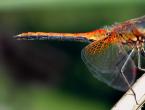 Dragonfly: përshkrimi i asaj që ha, ku fle dhe sa jeton. Cikli i zhvillimit të një pilivesa