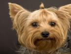 იორკის ძაღლები: მინი იორკის ჯიშის აღწერა, მოვლა, ფოტოები იცით თუ არა ამ ჯიშის ძაღლი, იორკშირ ტერიერი?