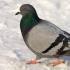 Rudenį migruojantys paukščiai Varna, kuris paukštis žiemoja ar migruoja?