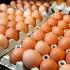 Как да проверите яйцата за свежест у дома Как да определите свежестта на пилешките яйца във вода