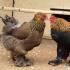 Die größten Hühnerrassen: alle Feinheiten der Zucht und Pflege