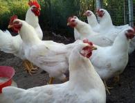 الوصف والخصائص الإنتاجية لدجاج هرقل المتقاطع خصائص دجاج هرقل
