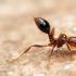 Кой ще захапе по-силно?  Огнени мравки.  начин на живот и местообитание на огнените мравки Защо огнените мравки са опасни?