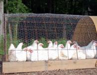 كيف تبدأ مشروع تربية الدجاج اللاحم؟