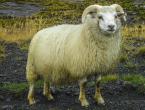 Максимално и средно тегло на овце на различни възрасти: преглед на различни породи. Средно тегло на овце при клане