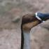 Uspensky S. اردک ها و غازهای ما.  غازها  سوخونوس.  غاز کشیده شده - توضیحات، زیستگاه، حقایق جالب رژیم غذایی و رفتار