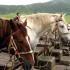 Šalys: Japonija.  Samurajų arkliai.  Japonijos žirgininkystė: žirgų veislės, žirgų sportas Nesėkmingas debiutas ir greitas pakilimas