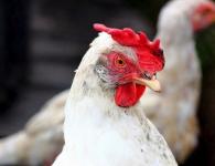 ไก่พุชกิน - ไก่ที่สวยงามและมีประสิทธิภาพของพันธุ์พุชกิน
