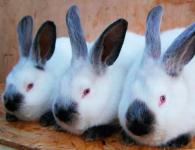 Розведення кроликів на м'ясо Кролики розведення на м'ясо