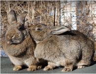 การผสมพันธุ์ของกระต่ายหรือวิธีการผสมพันธุ์ของกระต่าย