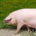 Прасета за опрасване: подготовка за опрасване, опрасване, грижи за прасета и прасенца след опрасване