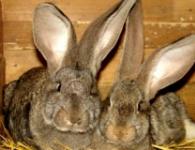 Розведення кроликів породи фландр та їх основні характеристики