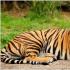 Kde žijú tigre?  Druhy tigrov.  Foto, popis Sú v Afrike tigre