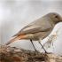 Redstart - манай ойн галт шувуу