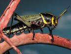 Die Welt der erstaunlichen Insekten. Eine Botschaft über ungewöhnliche Insekten