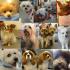 Породи кучета джуджета: имена, снимки, цени Много малки породи кучета до 20 см