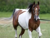 Pinto - description and photo of the horse breed Facts about Pinto