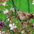 Common sparrow How does a field sparrow differ from a house sparrow
