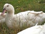 Mulard duck - what kind of bird?