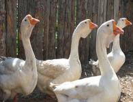 Common diseases of goslings Why do goslings have white diarrhea?