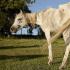 از پونی ها تا اسب های کشنده: وزن اسب ها چقدر است و چه کاری می توانند انجام دهند؟