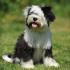 الكلب التبتي - الكلب الأشعث لرجال الدين التبتيين الكلب التبتي الأسود