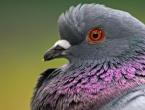 Vše o nemocech holubů: příznaky, léčba a metody prevence Nemoci domácích holubů a jejich léčba