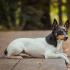 Interesting breed - Toy Fox Terrier