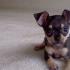 Foto und Beschreibung von glatthaarigen Chihuahua-Hunden
