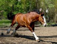 Heavy-duty horses: breeds, their photos and descriptions Breeding the Russian breed of heavy-duty horses