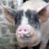 عملية الإخصاء للخنازير ومميزاتها