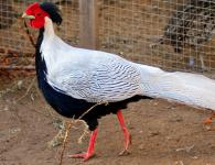 قرقاول طلایی و سایر نژادهای پرندگان عجیب و غریب از جهت تزئینی و گوشتی قرقاول های نقره ای چند تخم دارند