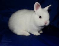 Породы карликовых домашних кроликов с описанием и фото Короткошерстный карликовый