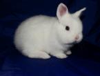 Породи карликових домашніх кроликів з описом та фото Короткошерстий карликовий
