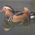 Mandarin duck where an interesting mandarin bird lives