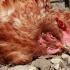 Diseases of laying hens and their treatment: photos, causes, symptoms, treatment