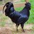Ayam Tsemani - ไก่ดำหายาก