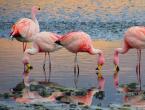 Flamingas – šventas egiptiečių paukštis, stovintis ant vienos kojos.Flamingo gimimas.