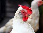 Pushkin chickens - beautiful and productive Chickens of the Pushkin breed
