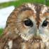 What is the difference between an eagle owl and an owl? What is the difference between an owl and an eagle owl in appearance?