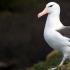 Opis, cechy, styl życia i siedlisko albatrosa
