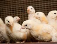 Analysis of the main causes and methods of eliminating wheezing in chickens