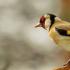 Goldfinch bird singing.  Goldfinch bird.  Description, features, lifestyle and habitat of the goldfinch.  What to feed the goldfinch at home